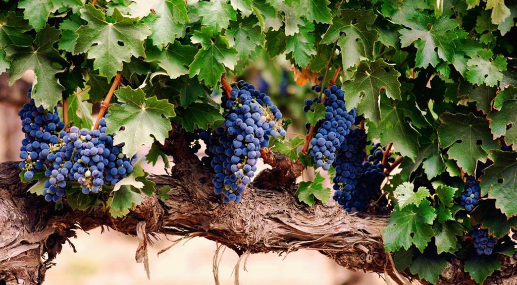 Agriturismo Le Vigne Фолиньо Екстериор снимка